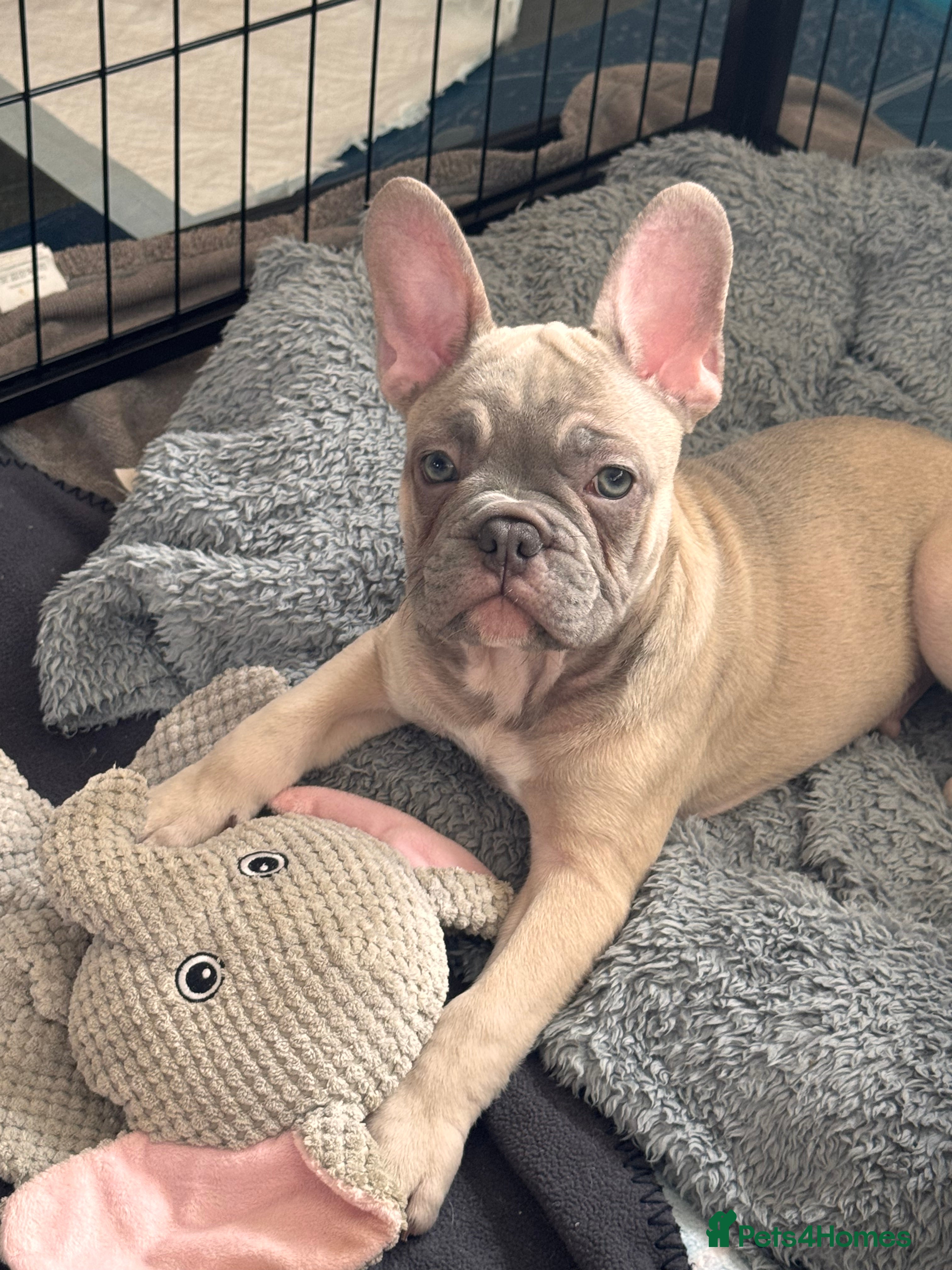 French Bulldog dogs KC Registered French Bulldogs Boys Ready Now - Advert 2