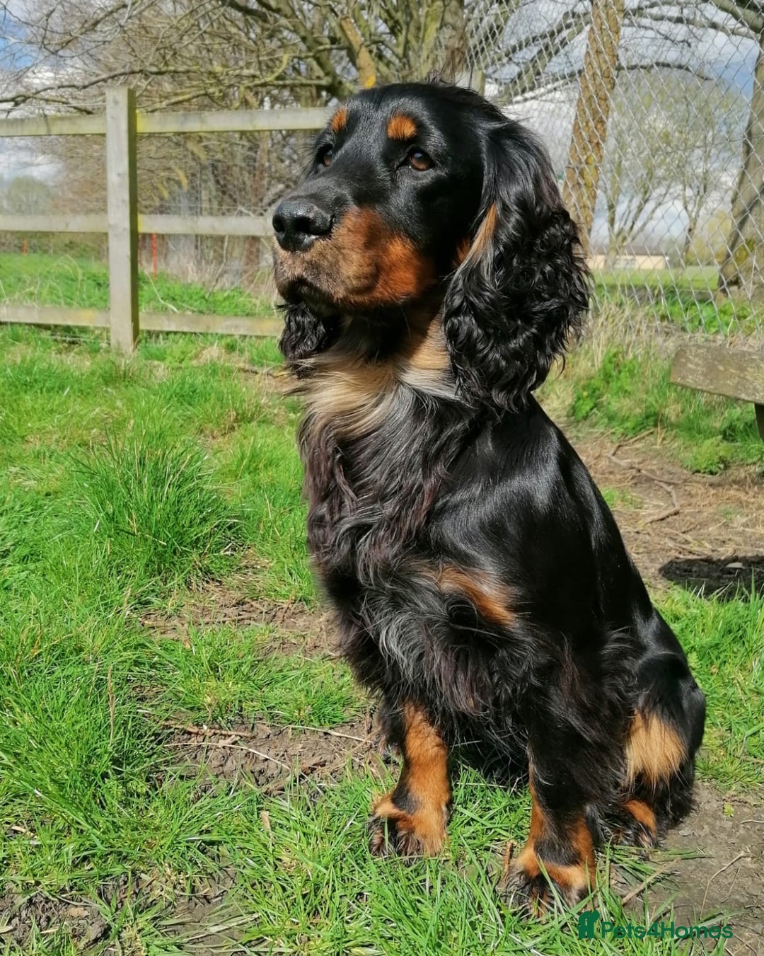 Cocker Spaniel dogs for sale: Ready now! KC registered, health tested cocker  - Advert 8