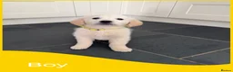 Golden Retriever dogs for sale: KC Registered Golden Retriever puppies  - Advert 13