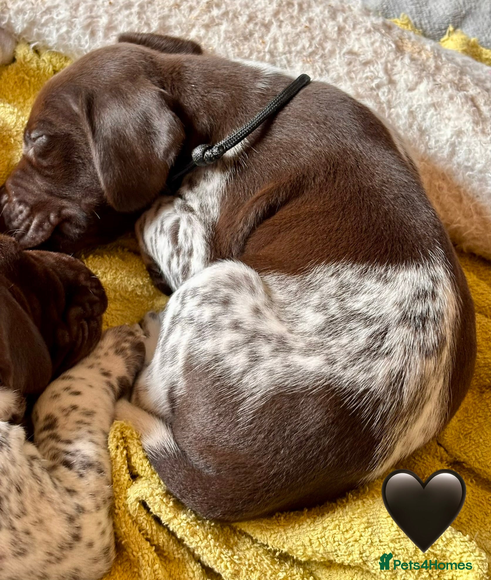 German Shorthaired Pointer dogs Beautiful GSP pups!Confident, lovingly socialised  - Advert 2