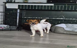 Jack Russell dogs for sale: Beautiful Jack Russell - Image 6