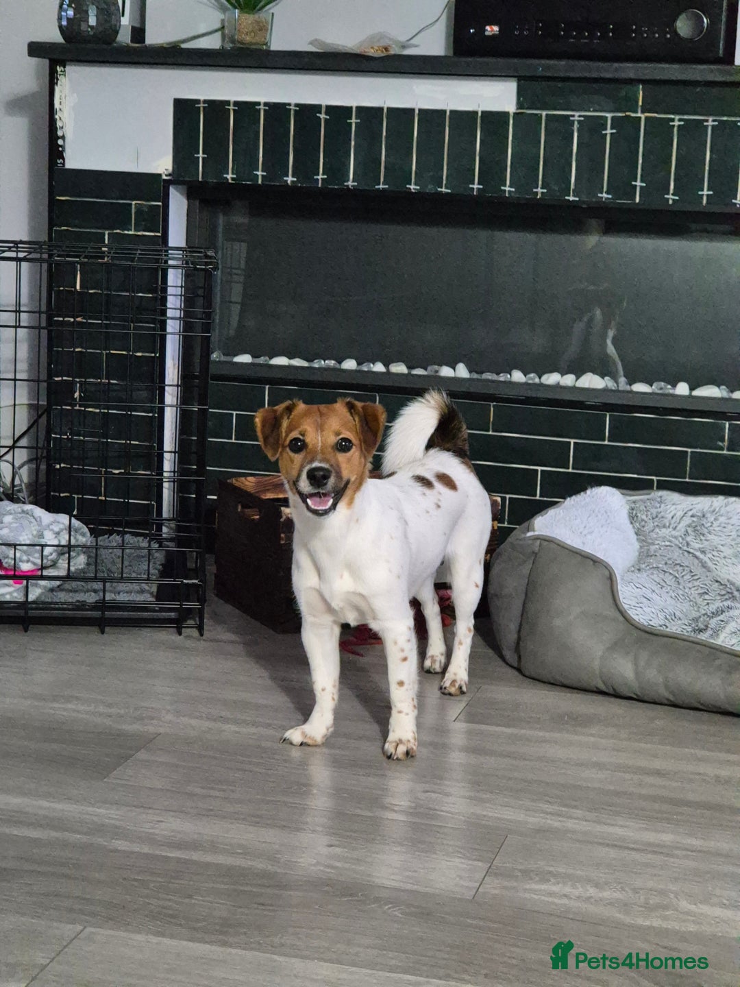 Jack Russell dogs for sale: Beautiful Jack Russell - Image 6