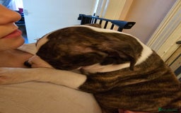 Staffordshire Bull Terrier dogs for sale: Staffordshire bull terrier puppy  - Image 3