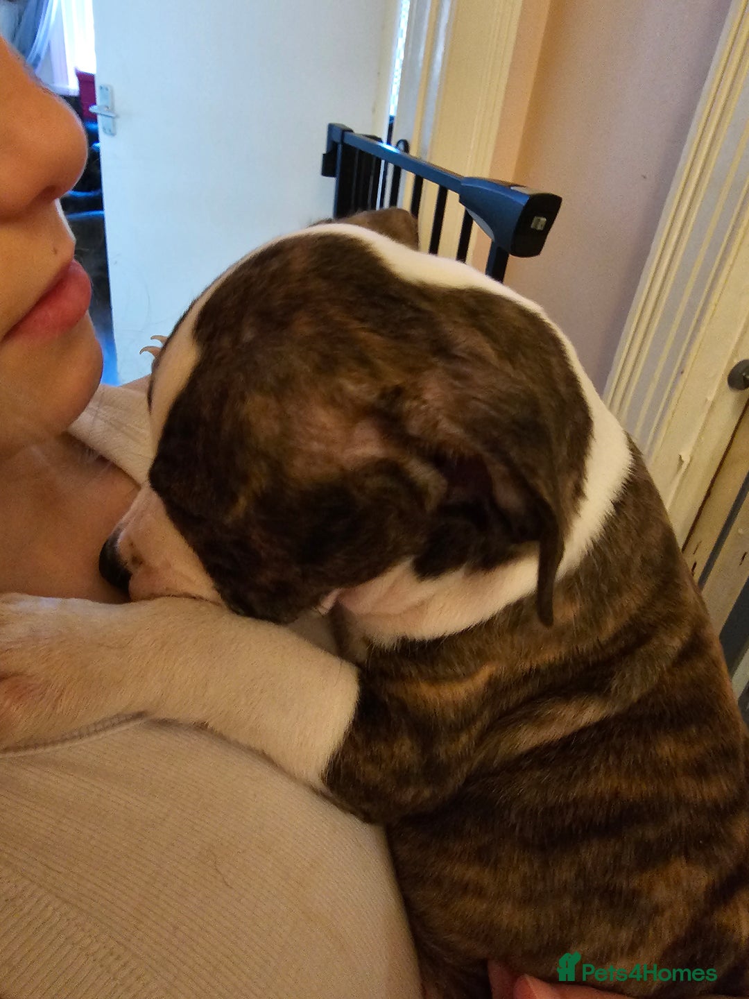 Staffordshire Bull Terrier dogs for sale: Staffordshire bull terrier puppy  - Image 3