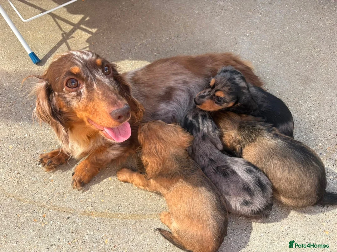 Miniature Dachshund dogs for sale: Champion bloodline miniature long haired dachshund - Advert 2