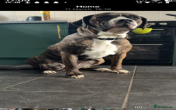 Mixed Breed dogs for sale: Mastiff cross  - Image 1