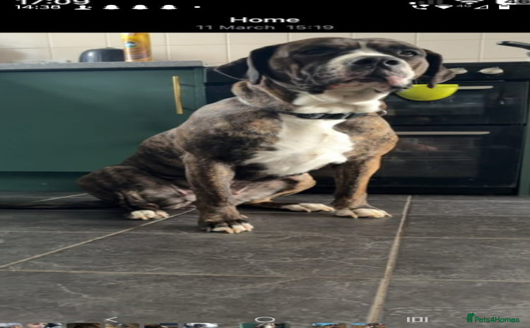 Mixed Breed dogs - Advert 2