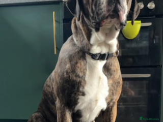 Mixed Breed dogs for sale - Advert 1