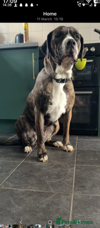 Mixed Breed dogs - Advert 2