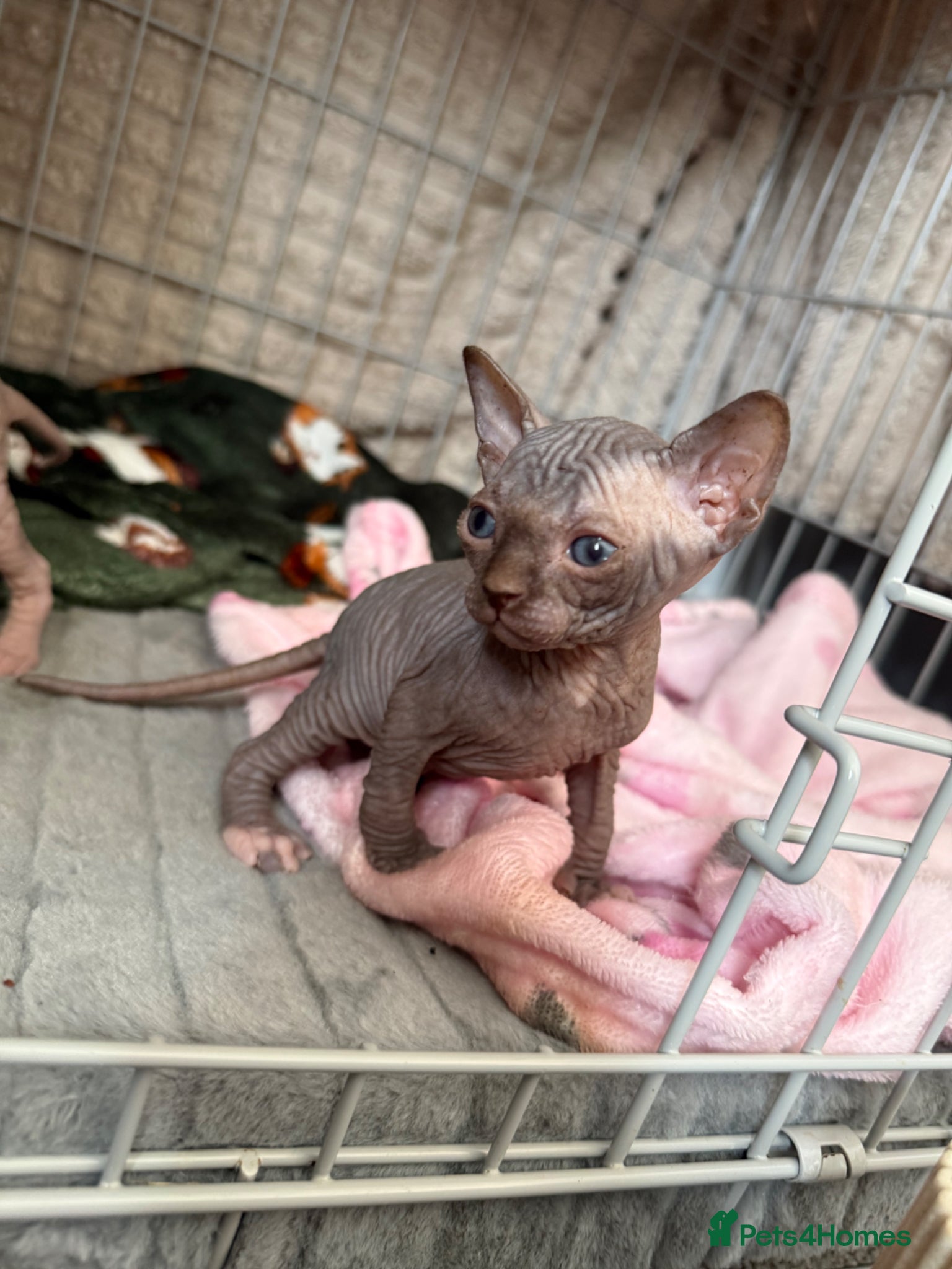 Sphynx cats for sale: 4 Sphynx kittens - Advert 8