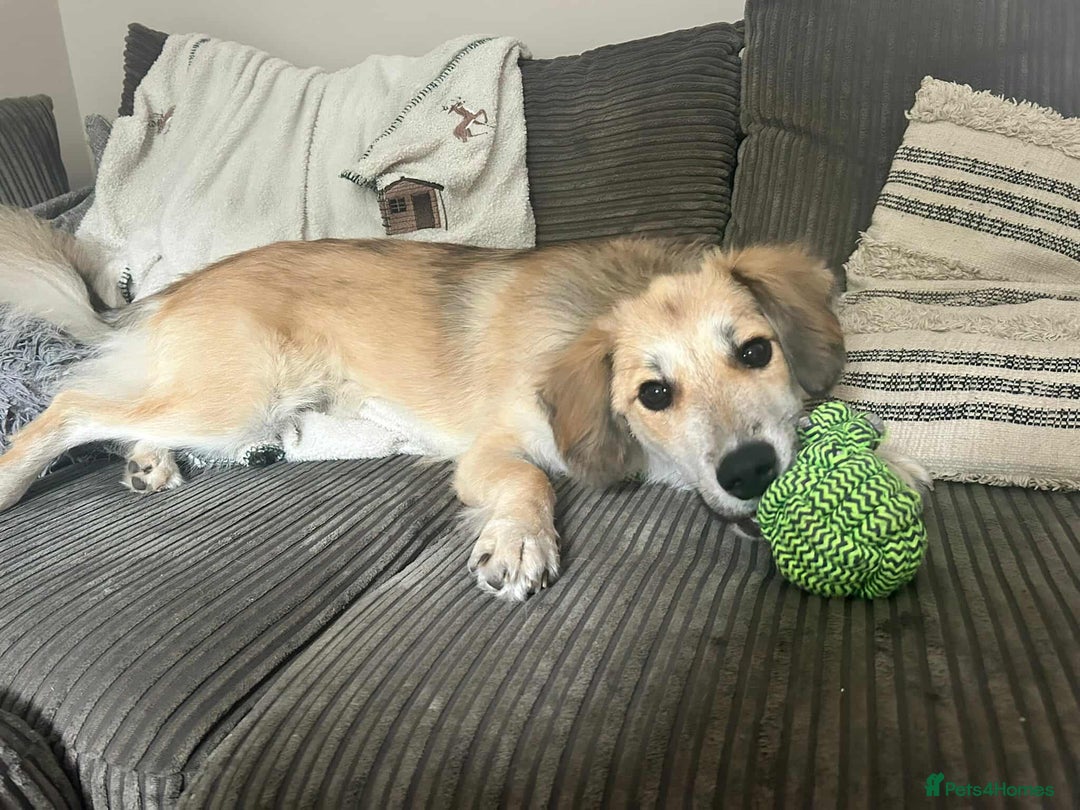 Mixed Breed dogs for adoption: 🐻Teddy🐻 for adoption, fostered in HAMPSHIRE - Image 3