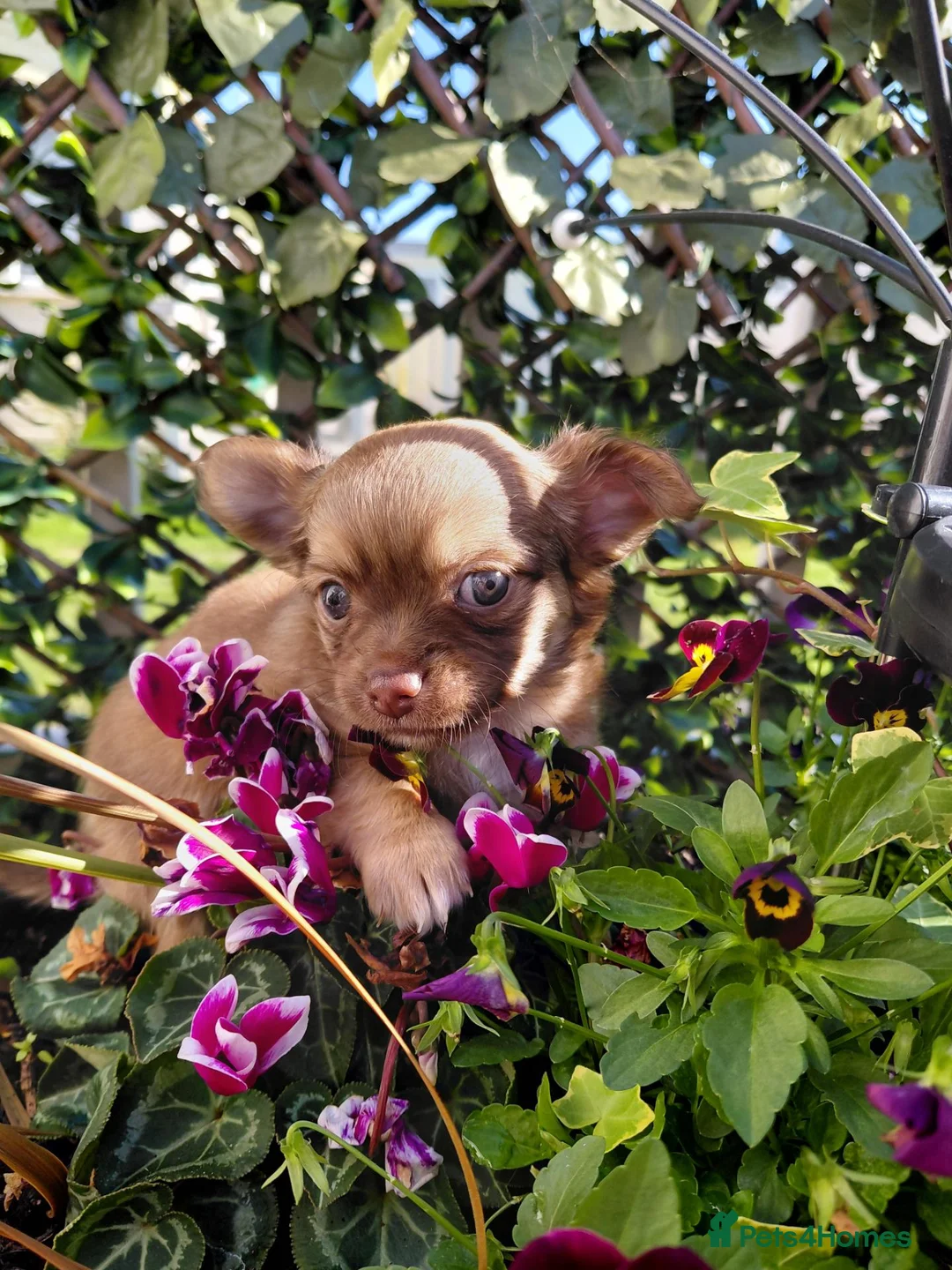 Chihuahua dogs for sale: Chihuhua pups in essex - Advert 20