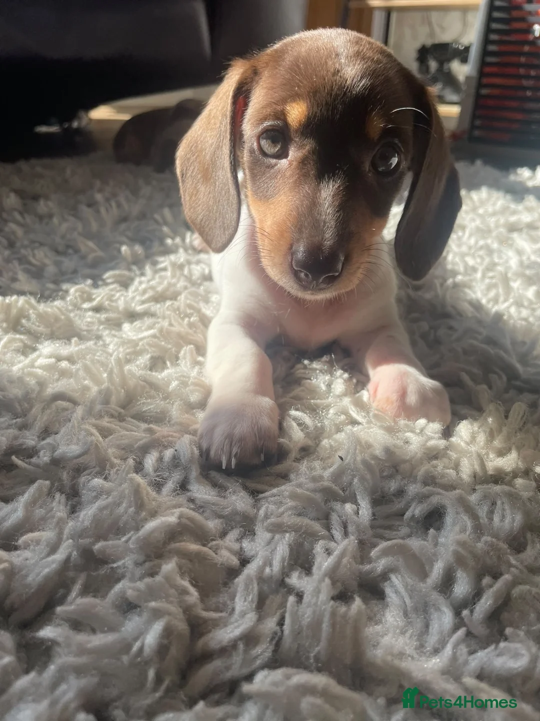 Miniature Dachshund dogs for sale: Beautiful miniature dachshund  - Advert 11
