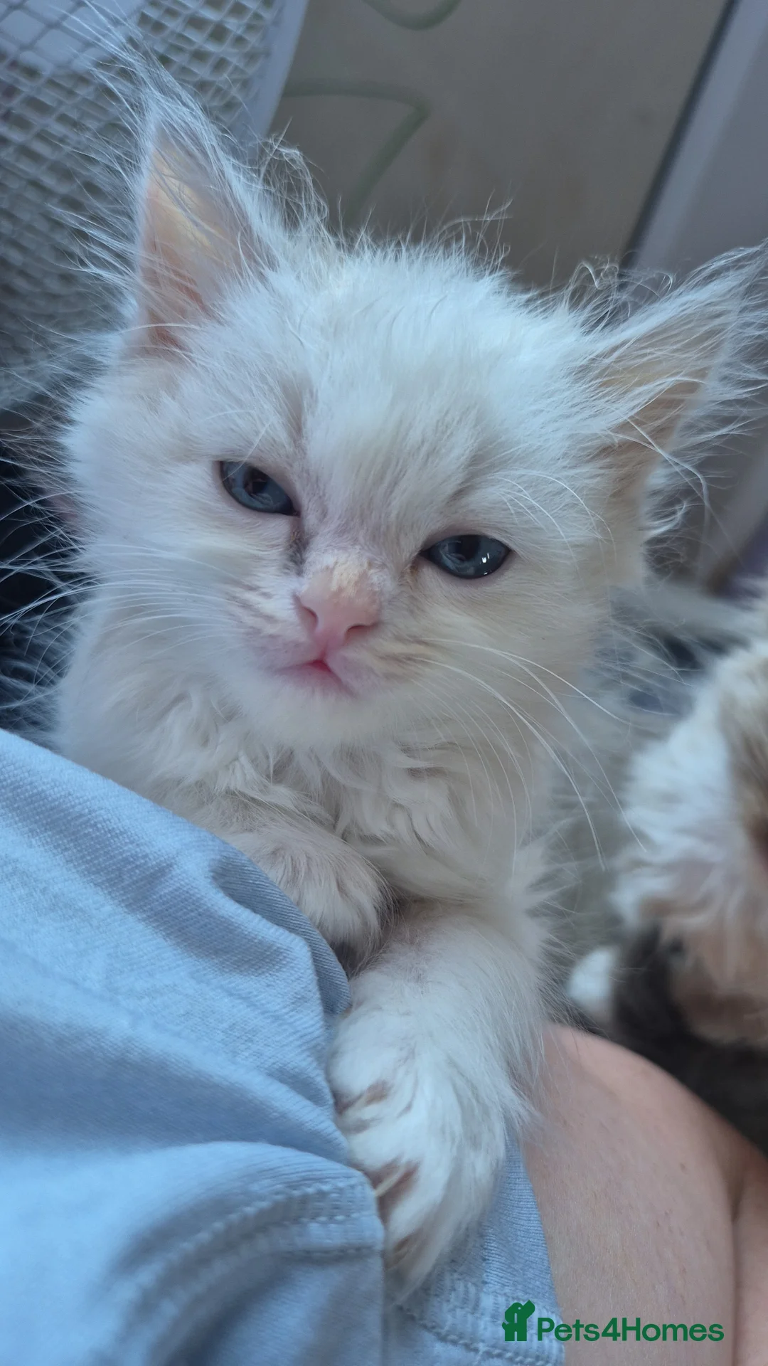 Mixed Breed cats for sale: Ragdoll cross persians  in Sheffield - Advert 1