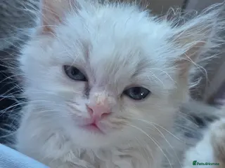 Mixed Breed cats Ragdoll cross persians - Advert 17