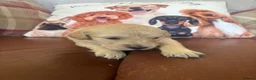 Golden Retriever dogs for sale: Beautiful KC Reg Golden Retriever puppies!!  - Advert 33