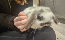 Mini Lop rabbits for sale: Pure Breed Mini Lop Bunnies . 2 boys left ! - Image 4