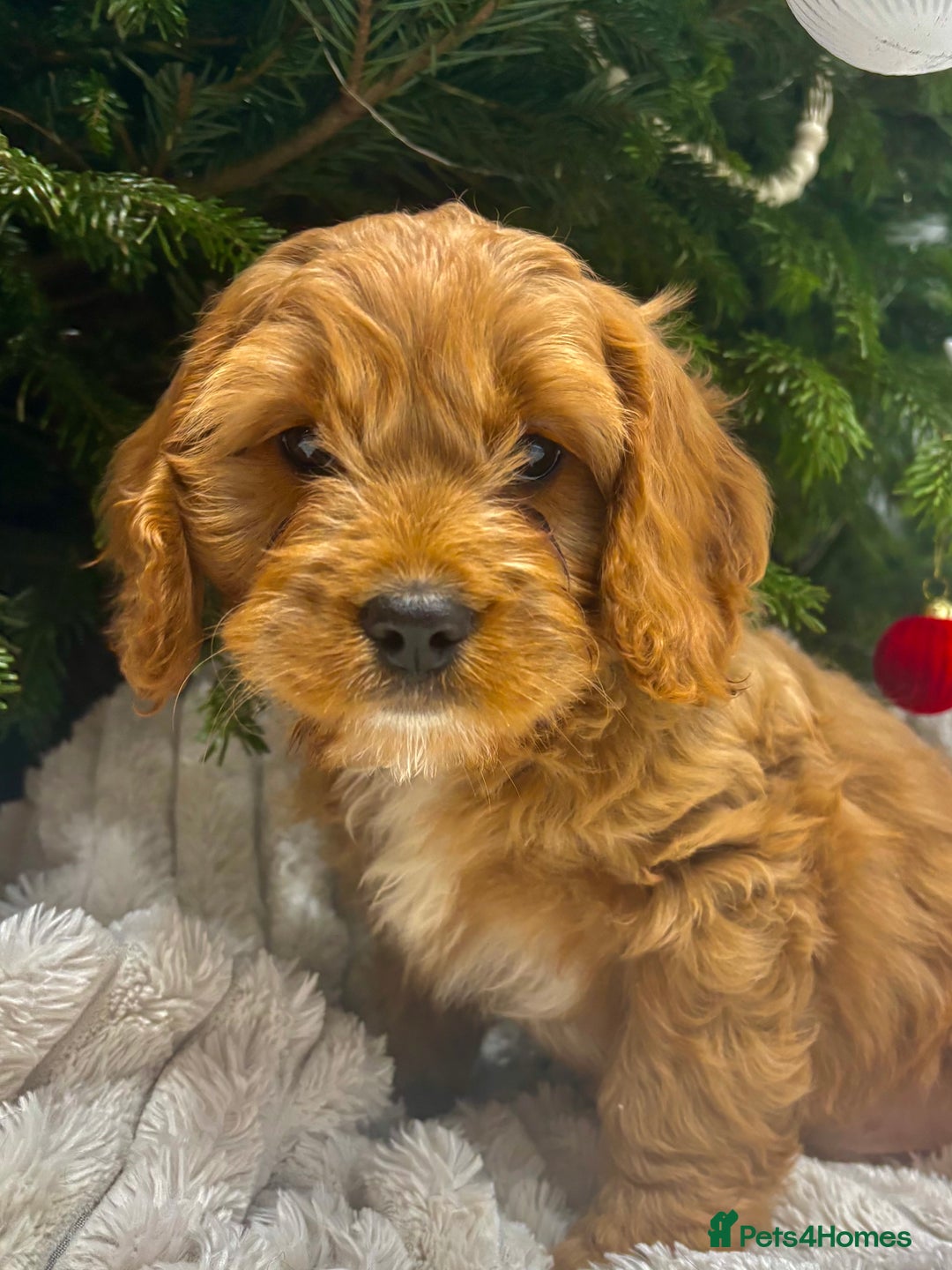 Cavapoo dogs for sale: Gorgeous F1 Cavapoo pups, health tested 🐾 - Advert 3