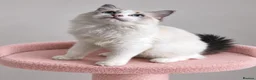 Ragdoll cats for sale: Beautiful TICA Registered Ragdoll Kittens - Advert 9