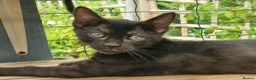 Mixed Breed cats for sale: Beautiful 3/4 Bengal, 1/4 Siamese kittens  - Advert 22