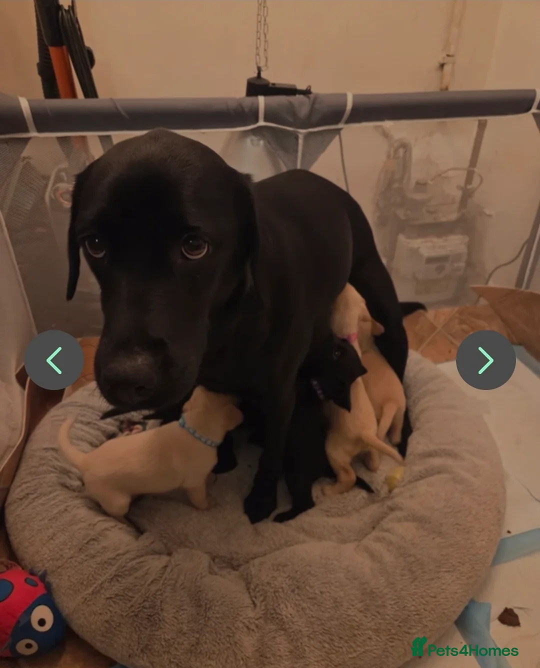 Labrador Retriever dogs for sale: Beautiful Labrador puppy  - Advert 1