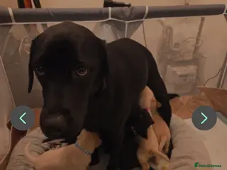 Labrador Retriever dogs Beautiful Labrador puppy - Advert 7