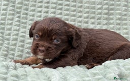 Mixed Breed dogs for sale: French Bulldog x Springer Spaniel pups ready 15Oct - Image 25