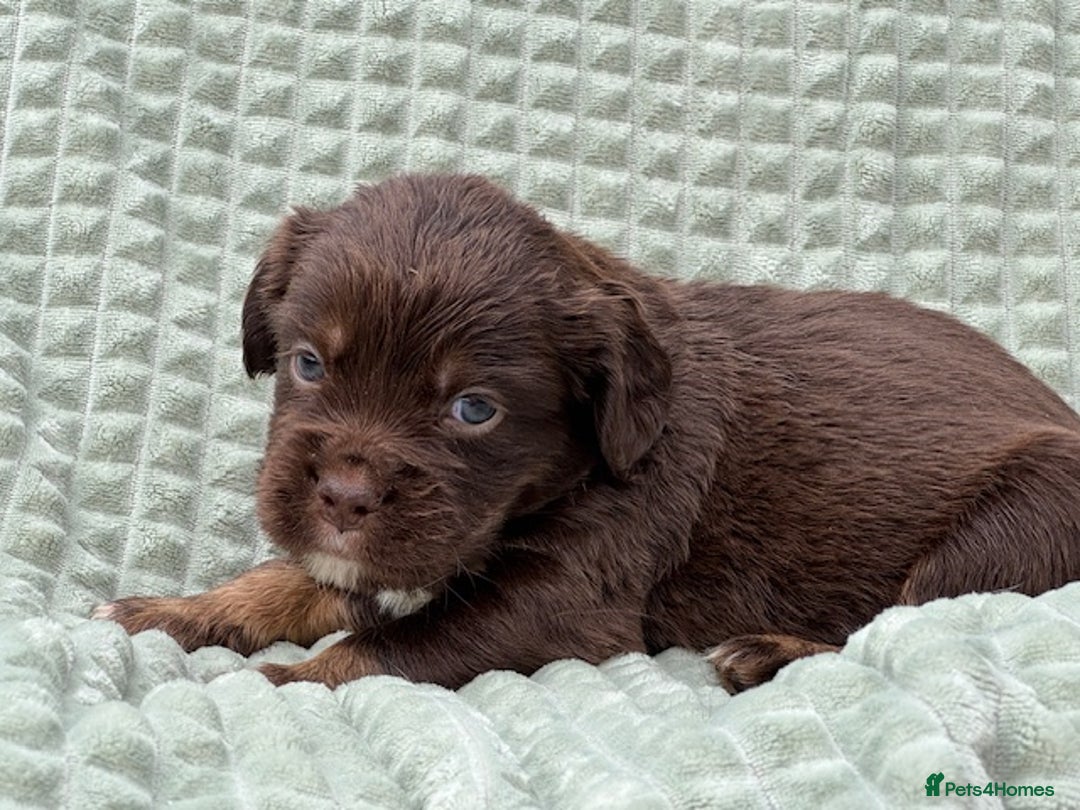 Mixed Breed dogs for sale: French Bulldog x Springer Spaniel pups ready 15Oct - Image 25