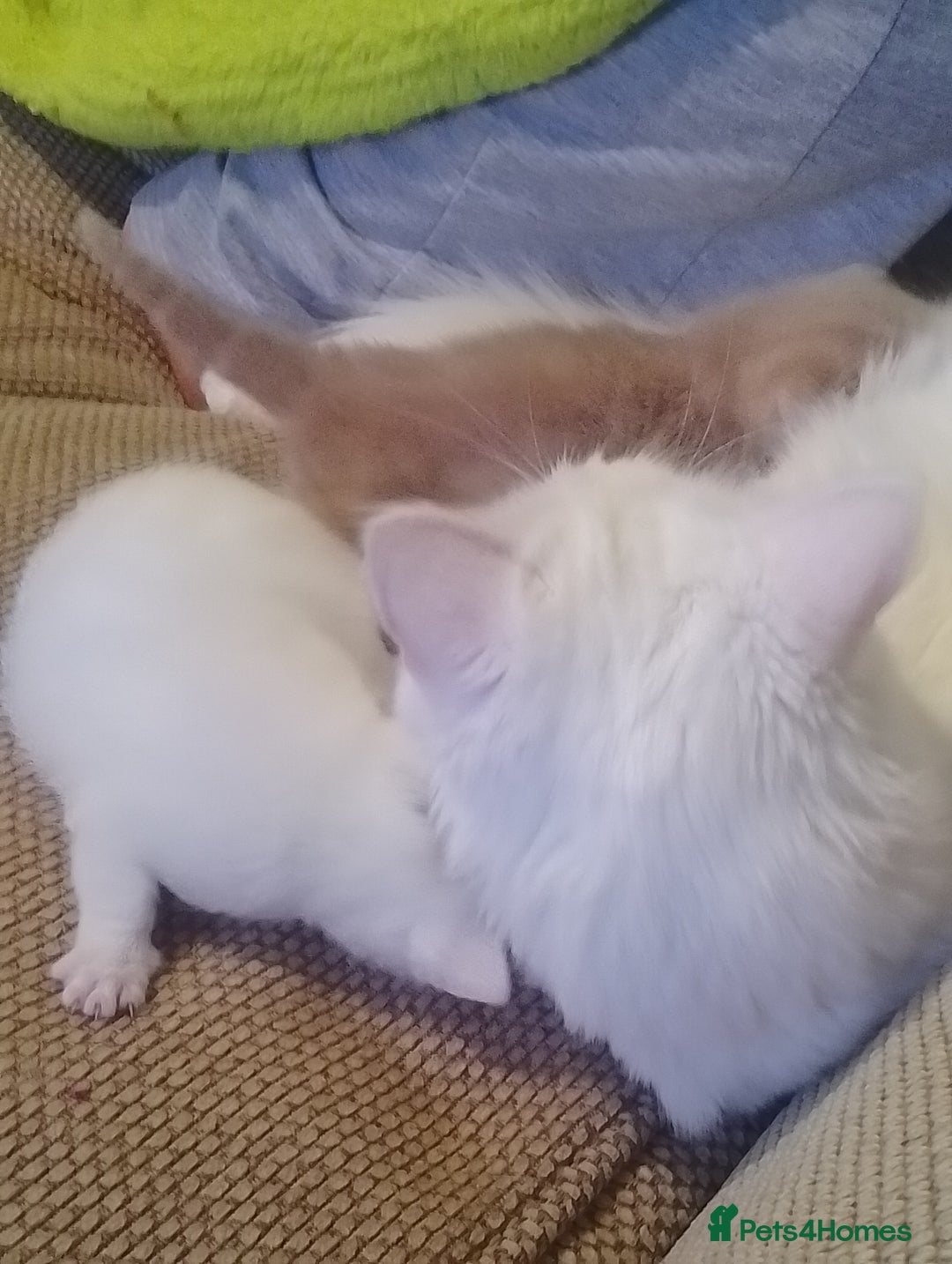 Turkish Angora cats for sale: Turkish angora kittens  - Advert 4