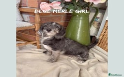 Mixed Breed dogs for sale: ☀️PERFECT POOGLES (beagleXminiature poodle)☀️ in Rhayader - Image 26
