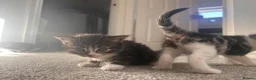 Mixed Breed cats for sale: 5 gorgeous kittens for sale - Advert 5