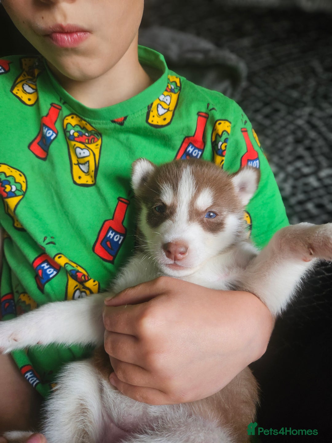 Siberian Husky dogs for sale: Gorgeous Litter of Husky Puppies - Image 3