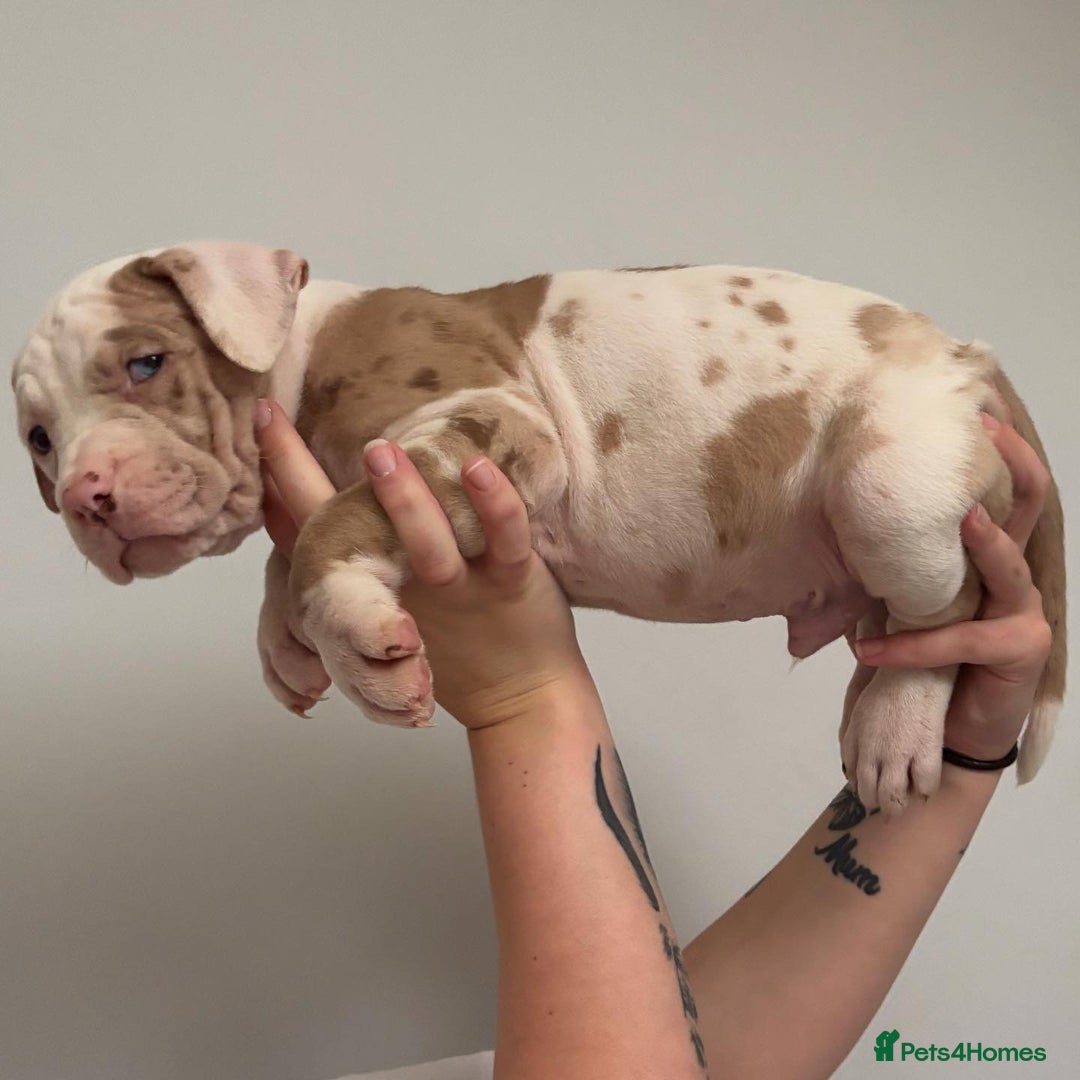 Mixed Breed dogs for sale: American Bulldog X Mastiff mix  - Image 26