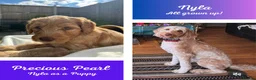 Australian Labradoodle dogs for sale: Multigen Aus Labradoodle Puppies Born 16 October - Advert 2