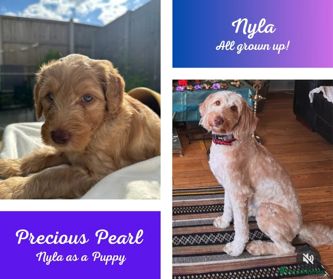 Australian Labradoodle dogs for sale: Multigen Aus Labradoodle Puppies Born 16 October - Advert 2