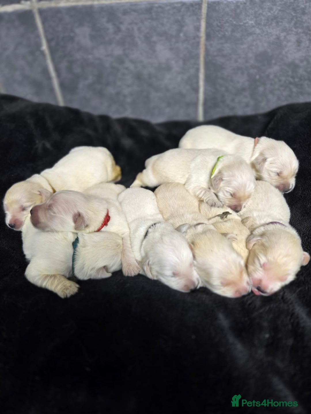 Golden Retriever dogs for sale: Gorgeous kc reg golden retrievers  - Advert 14