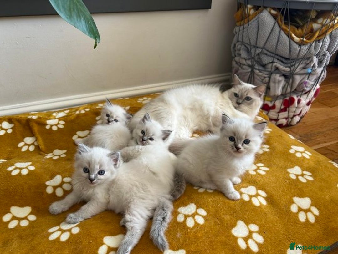 Ragdoll cats for sale: Healthy fluffy Ragdolls for sale - Image 8