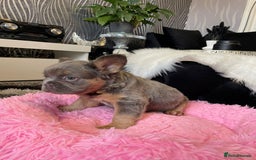 French Bulldog dogs for sale: Fluffy Female Frenchies  - Image 8