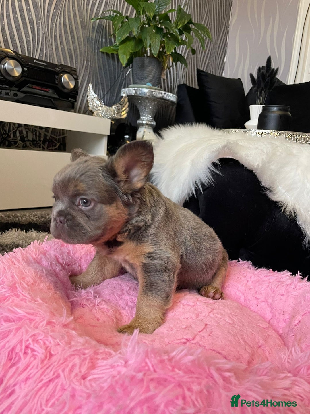 French Bulldog dogs for sale: Fluffy Female Frenchies  - Image 8