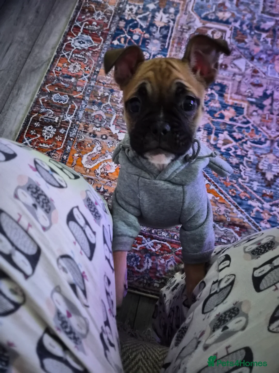 Mixed Breed dogs for sale: Gorgeous hybrid Bulldog Nala - Advert 6