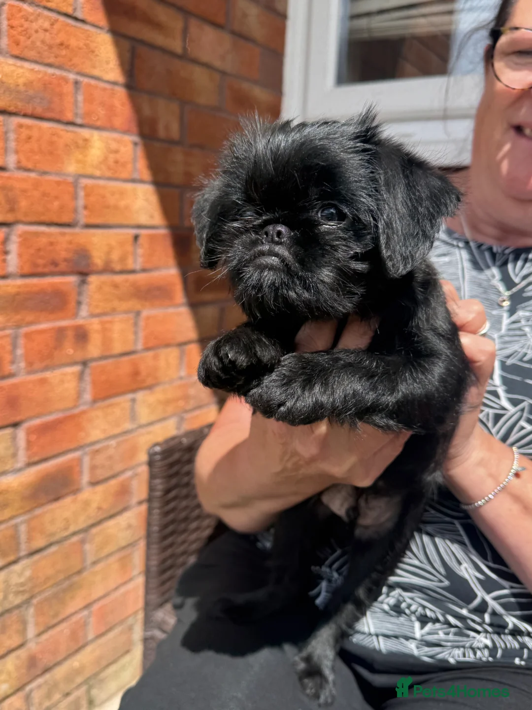 Griffon Bruxellois dogs for sale: 🐾 Griffon Bruxellois 🐾 READY TO LEAVE - Advert 2