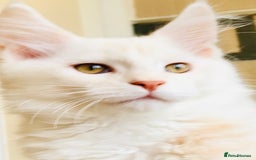 Maine Coon cats for sale: READY TO GO & REHOMING NOW! in Torquay - Image 17