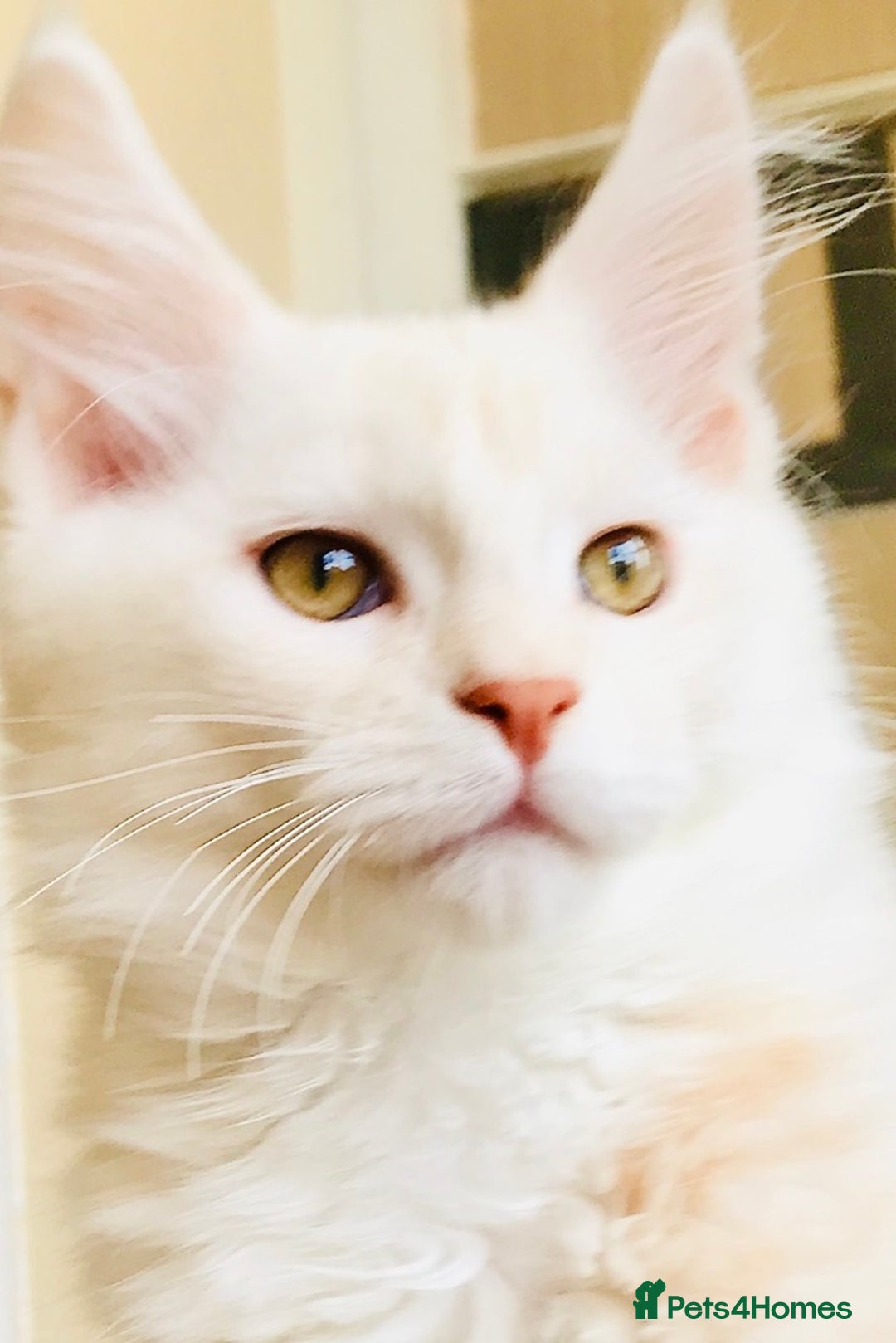 Maine Coon cats for sale: READY TO GO & REHOMING NOW! in Torquay - Image 17