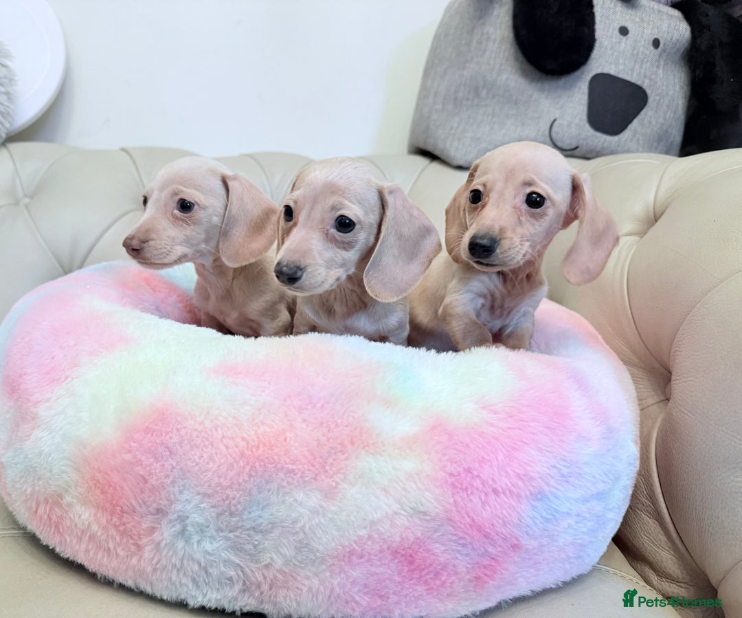 Miniature Dachshund dogs for sale: Miniature Dachshund 5 Star ⭐ Licensed Breeder - Image 9