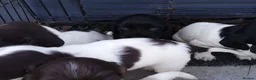 Cocker Spaniel dogs for sale: 9 beautiful Cocker spaniel puppies  - Advert 6