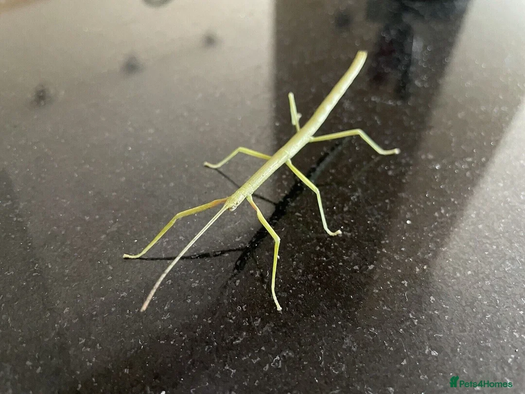 Stick Insects invertebrates for sale: Indian Stick Insects £1 each or 6 for £5 - Advert 1