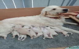 Golden Retriever dogs for sale: Gorgeous pedigree golden retriever puppies - Image 16