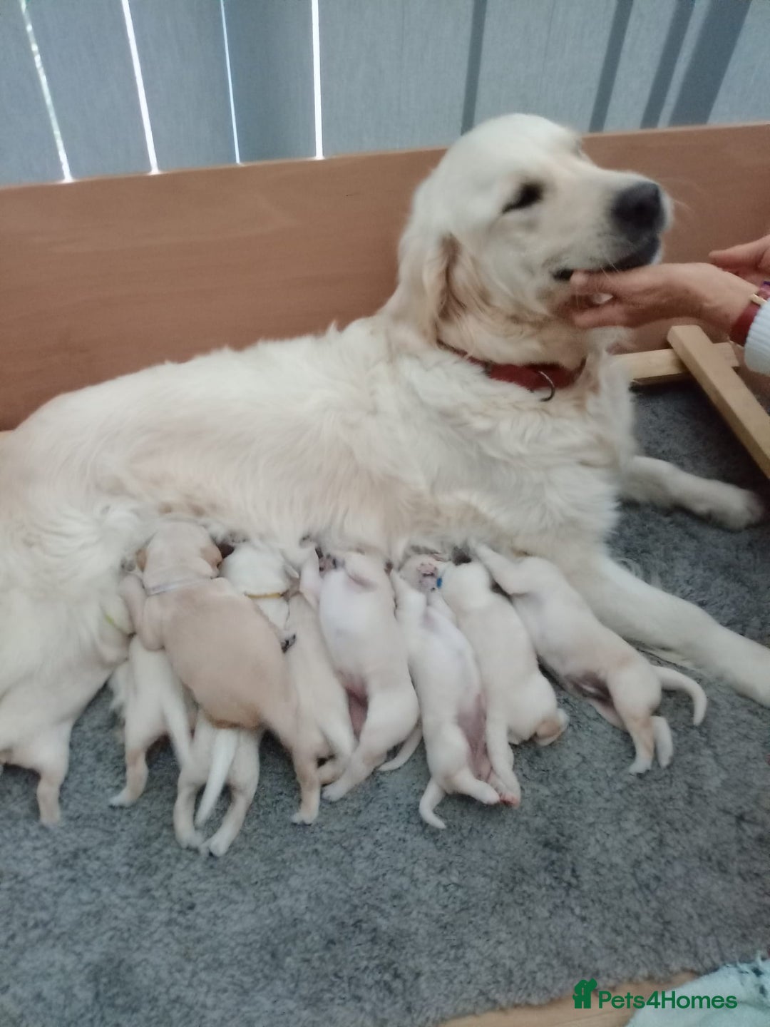 Golden Retriever dogs for sale: Gorgeous pedigree golden retriever puppies - Image 16