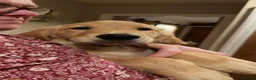 Golden Retriever dogs for sale: KC Registered Golden Retriever Puppies - Advert 6