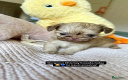 Shih Tzu dogs for sale: ONE PUPPY AVAILABLE READY NOW - Image 5